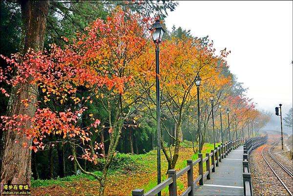 輕旅行(阿里山日月潭3天2夜)